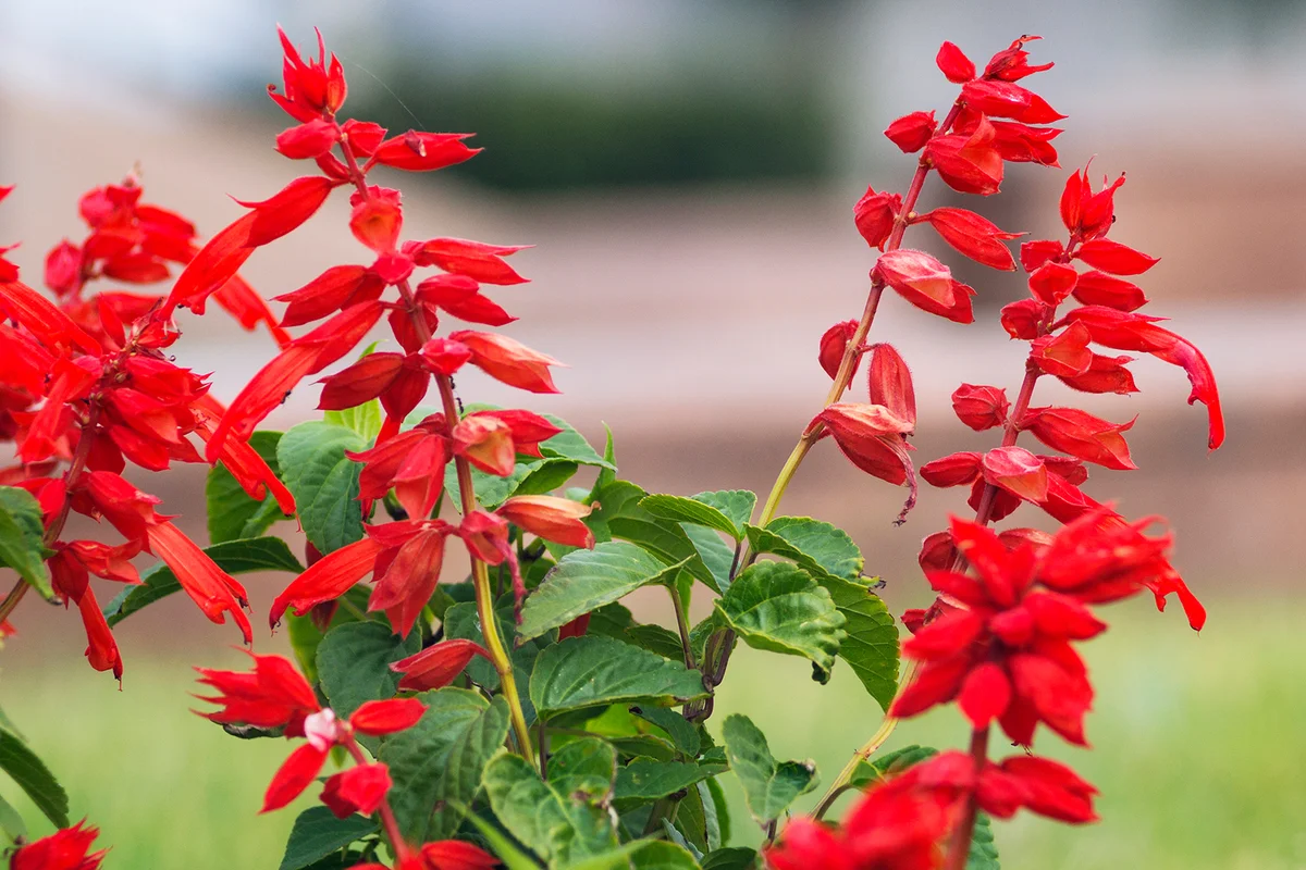 Photo of a lot of beautiful flowers Salvia coccinea in the garden.