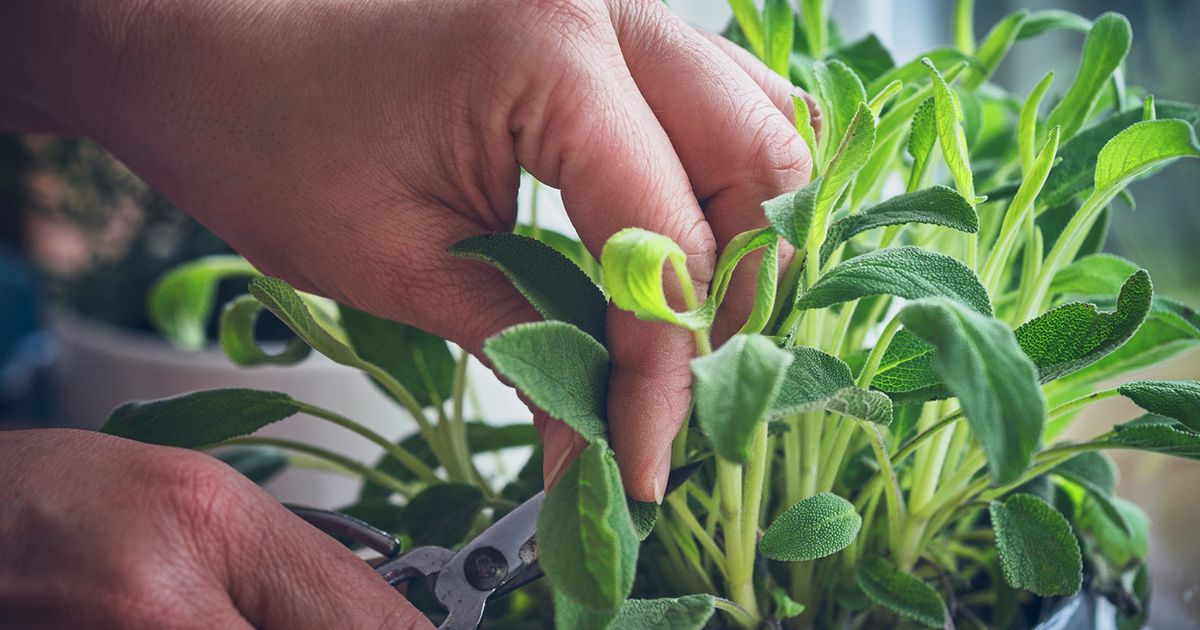 food for the plants Natural & Organic EDIBLES Plant Food
