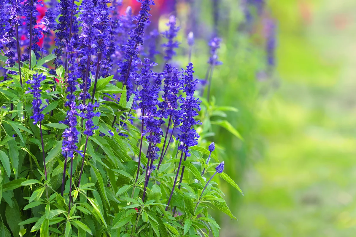 Blue Sage flowers, Salvia farinacea