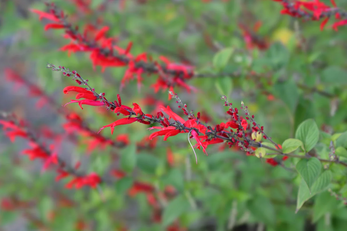 Pineapple sage Ananas red flowers