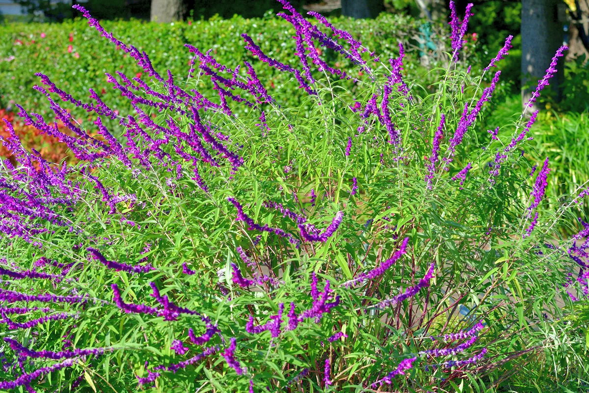 Mexican bush sage / Salvia leucantha