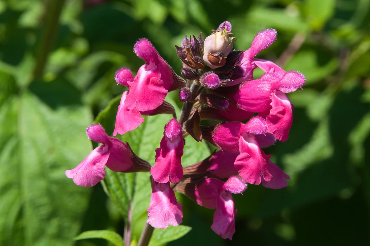 Bright pink flowers of a salvia greggii or autumn sage
