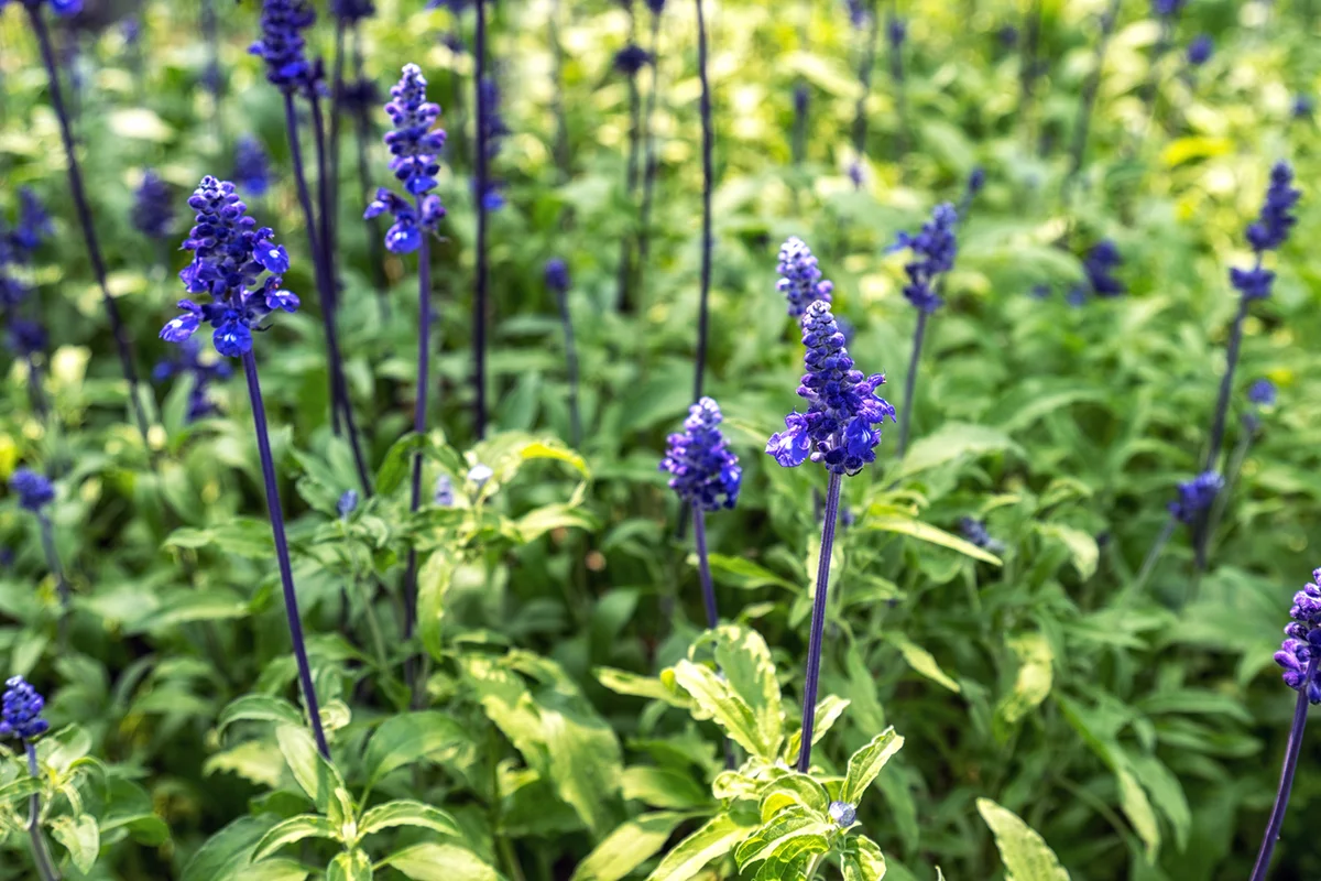 Azure blue sage flowers blooming in a small garden