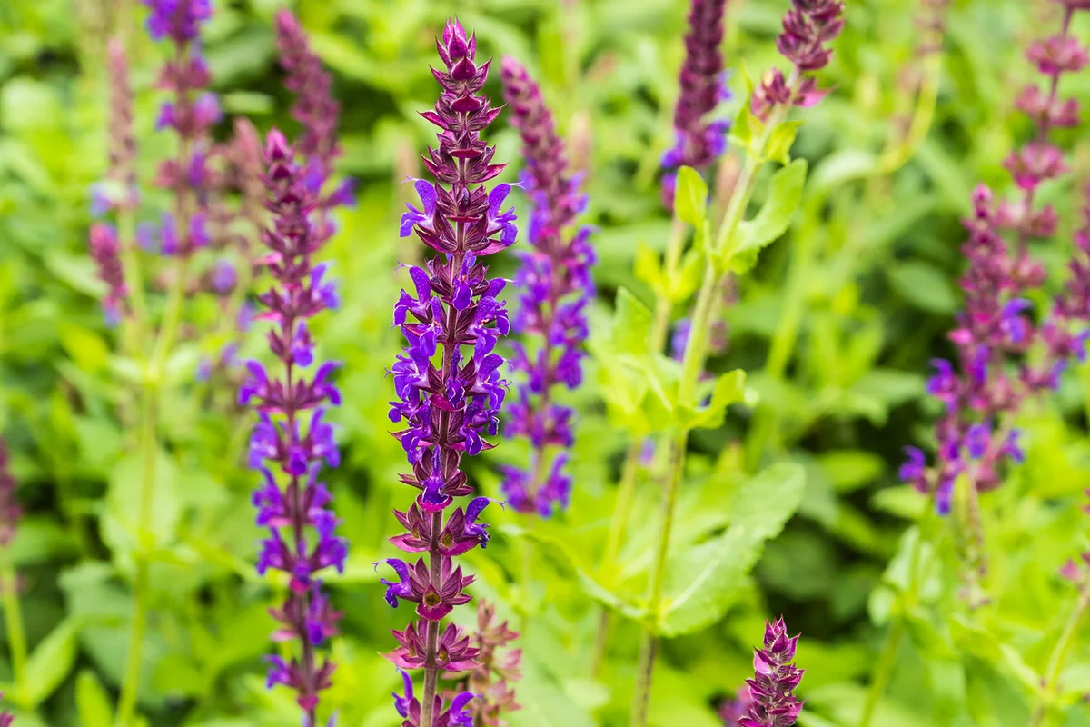 Cultivated variety of sage - Salvia x superba.