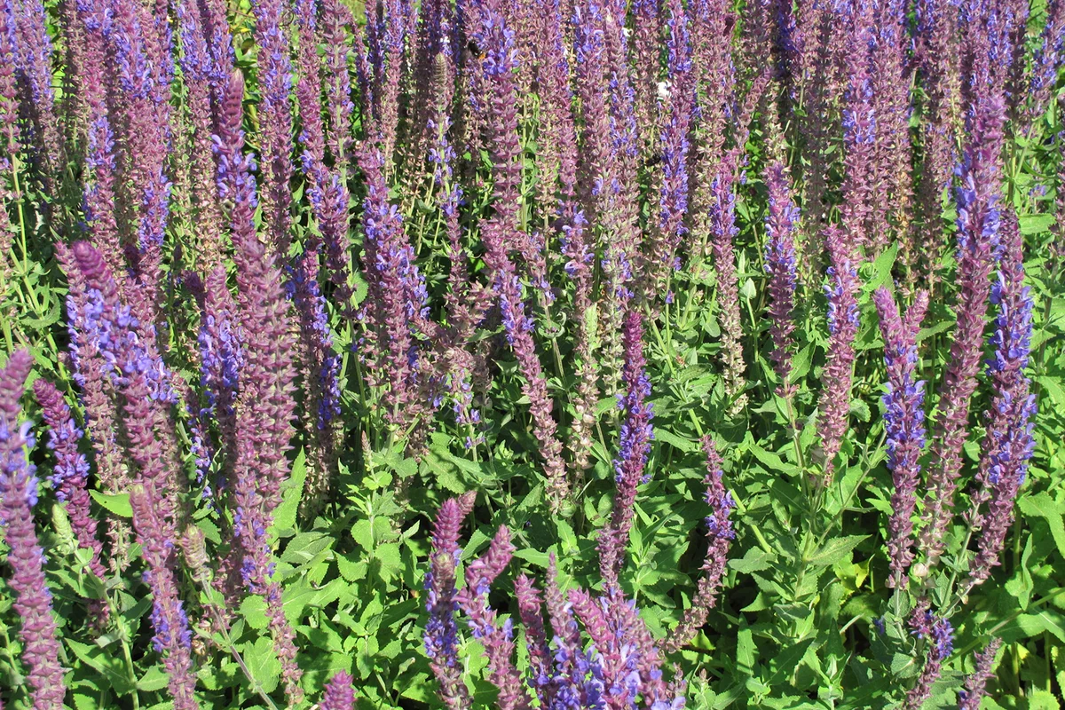 Salvia nemerosa