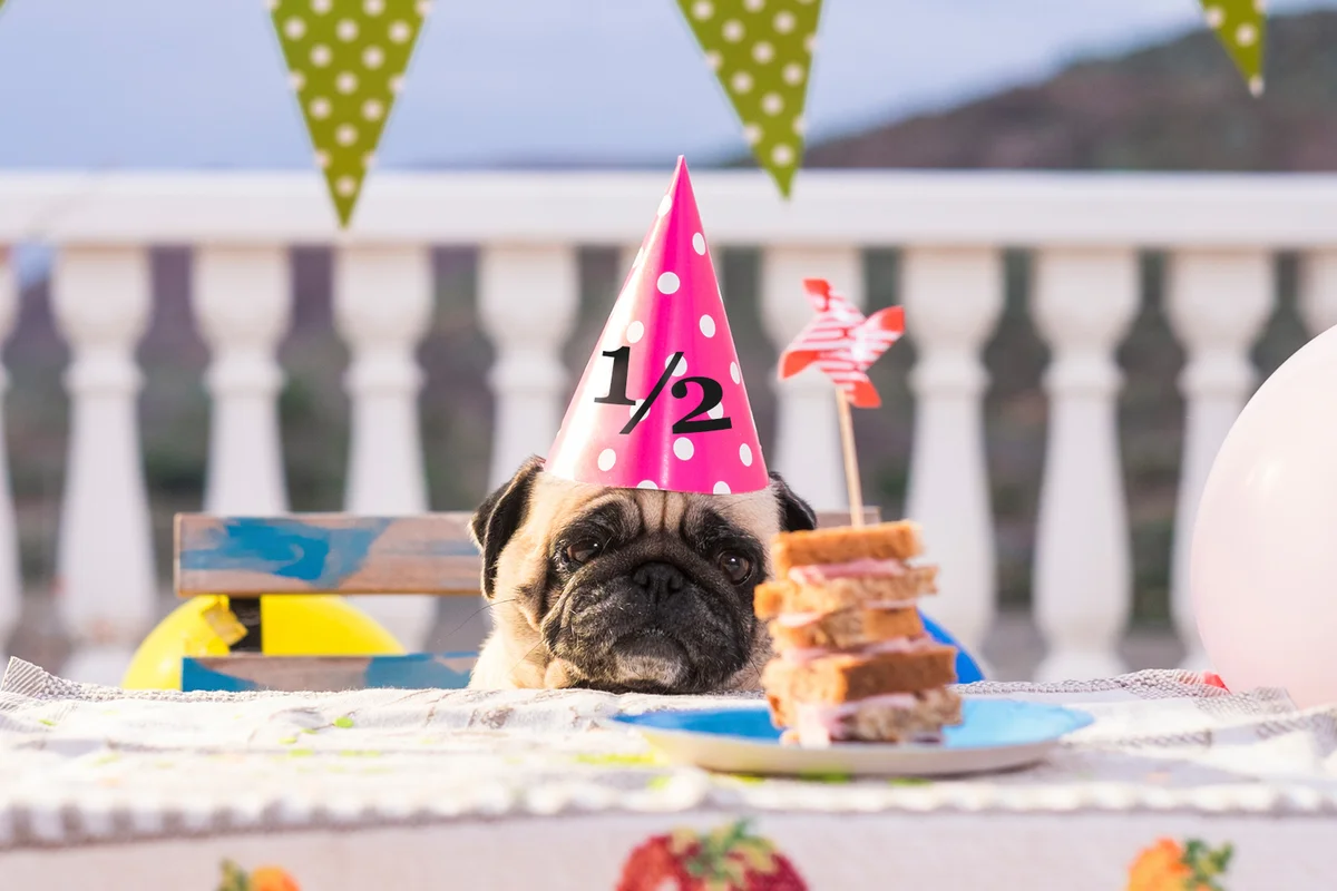 Pug wearing half birthday party hat at table with sandwich