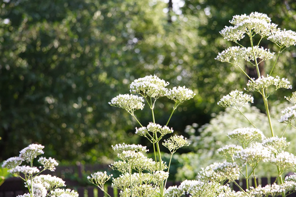 Angelica plant