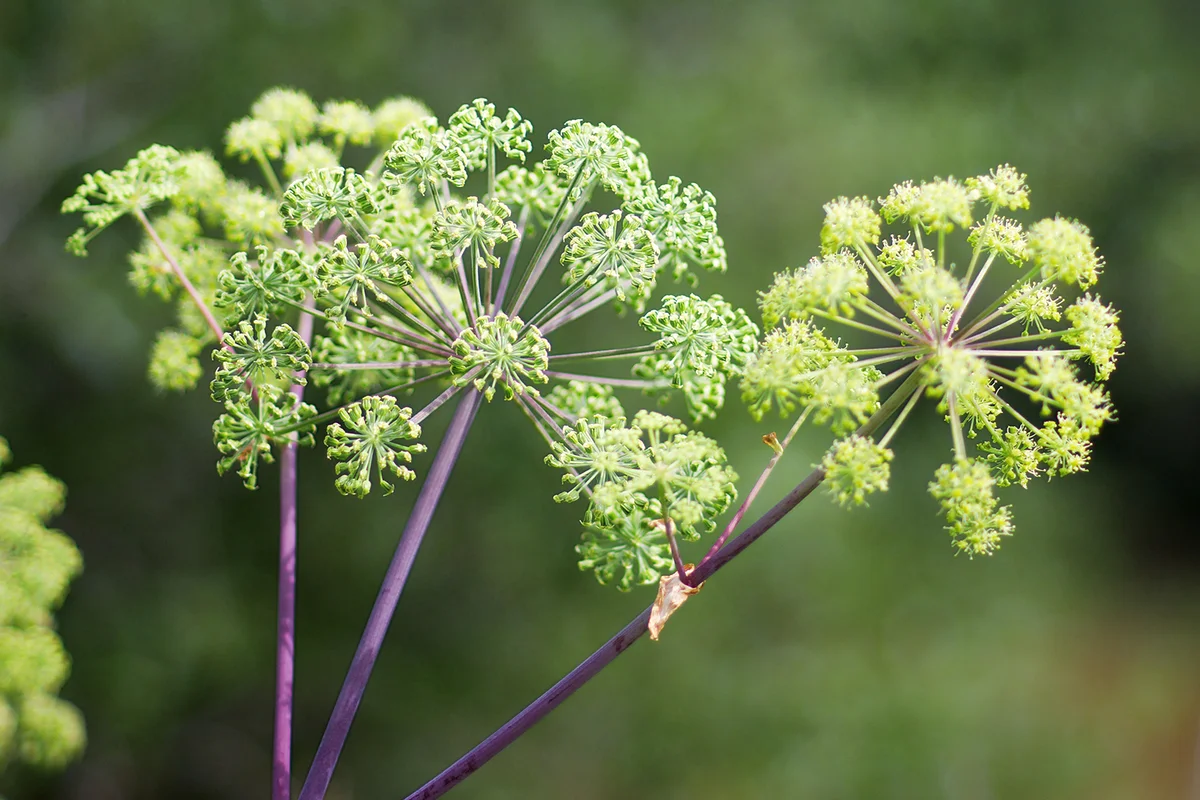 Angelica plan. Shallow depth-of-field