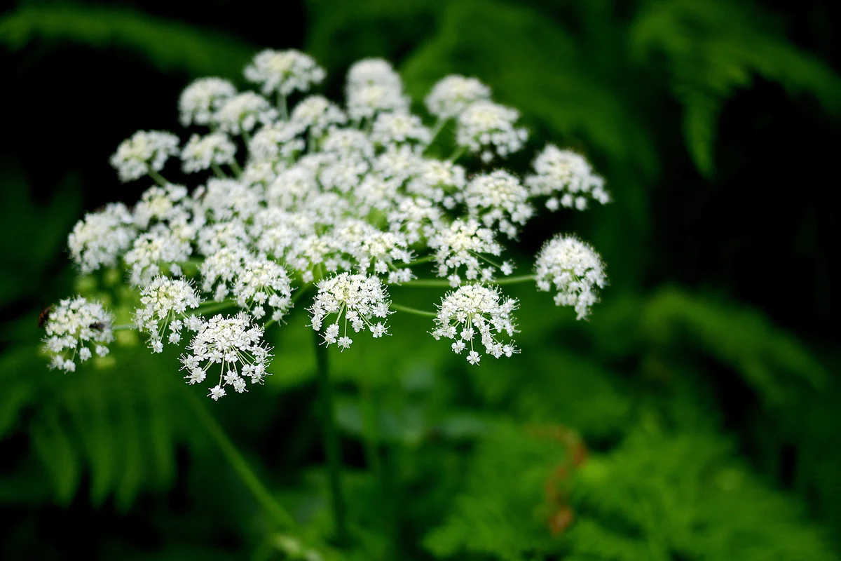Close-up of white Angelica silvestris