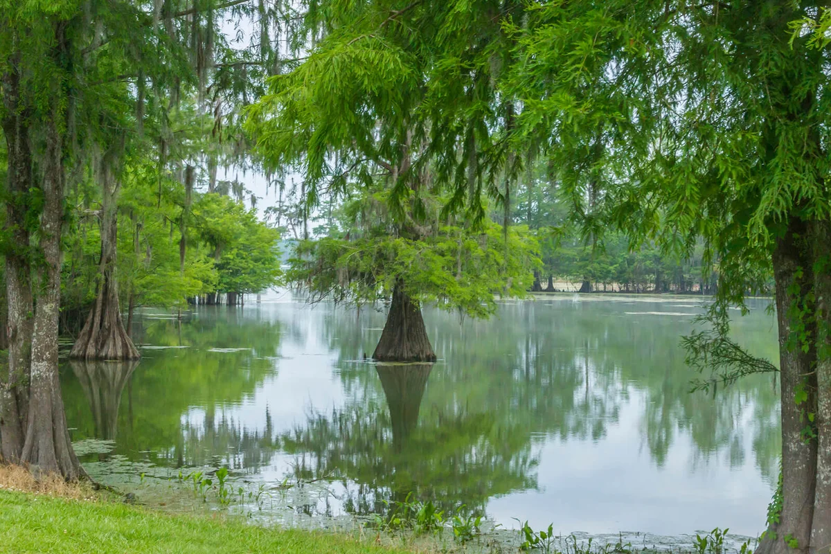 Lake Martin landscape with Tupelo trees