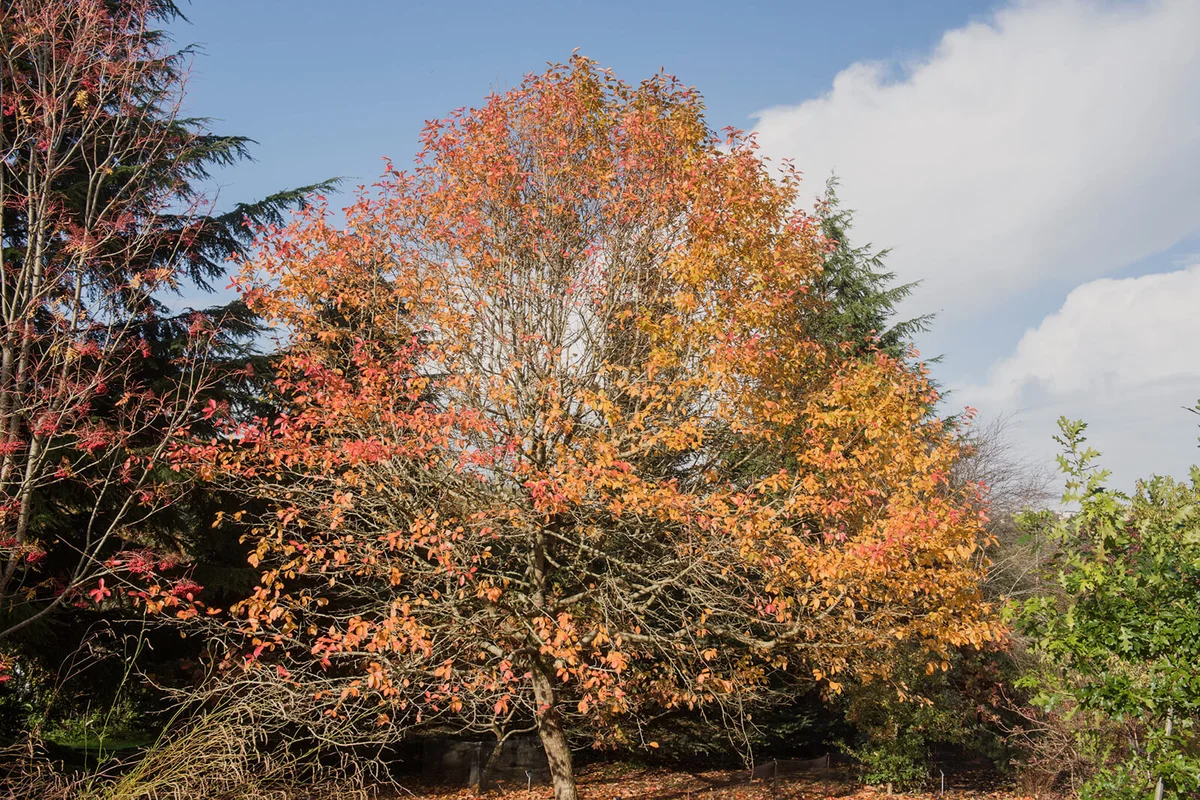 Autumn Foliage of a Tupelo or Black Gum Tree