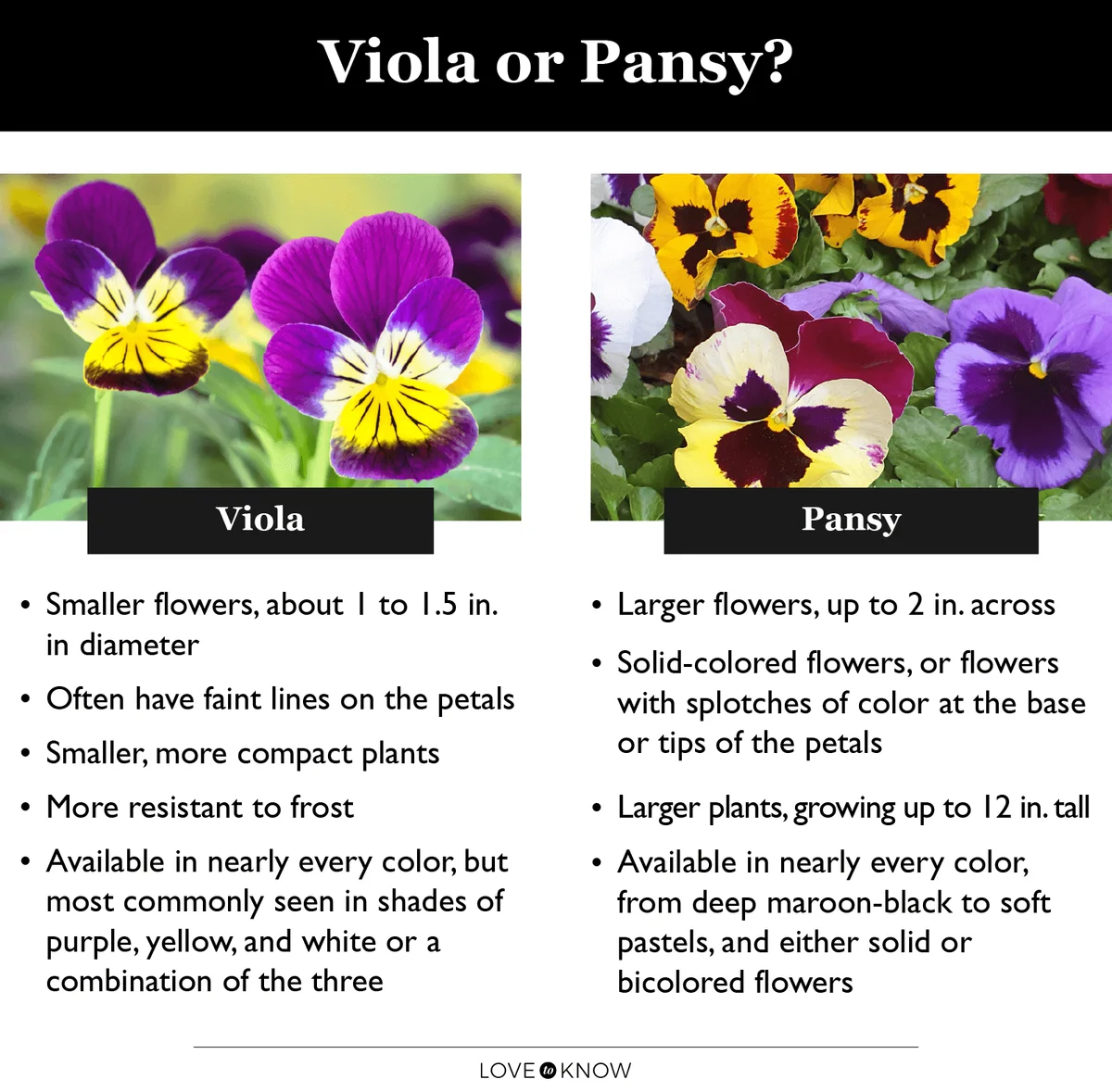 Viola versus pansy infographic