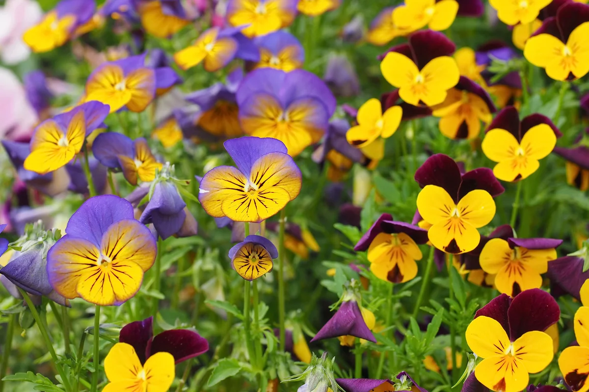 Field of Horned Violet, Horned Pansy, Viola Cornuta