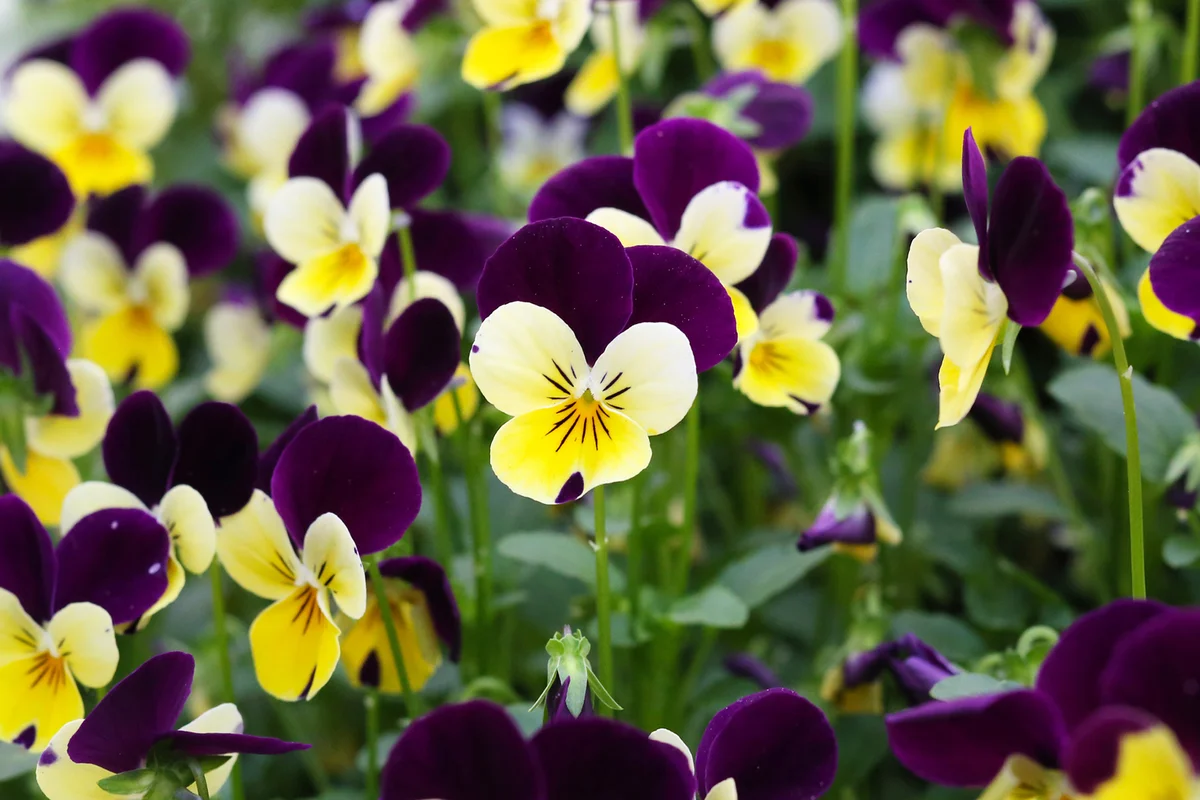 viola tricolor