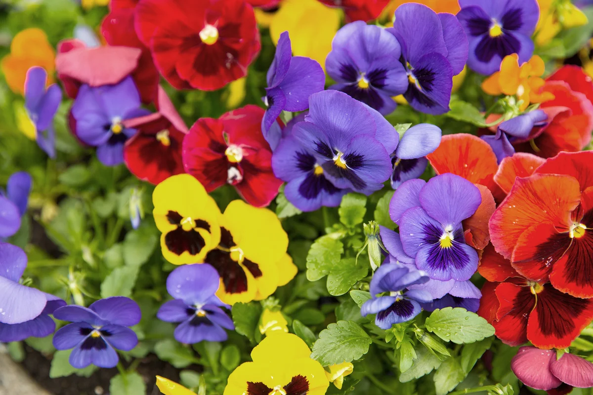 Garden pansy, yellow, violet and red, close up