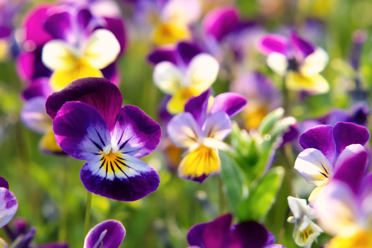 group of perennial yellow-violet Viola cornuta, known as horned pansy or horned violet