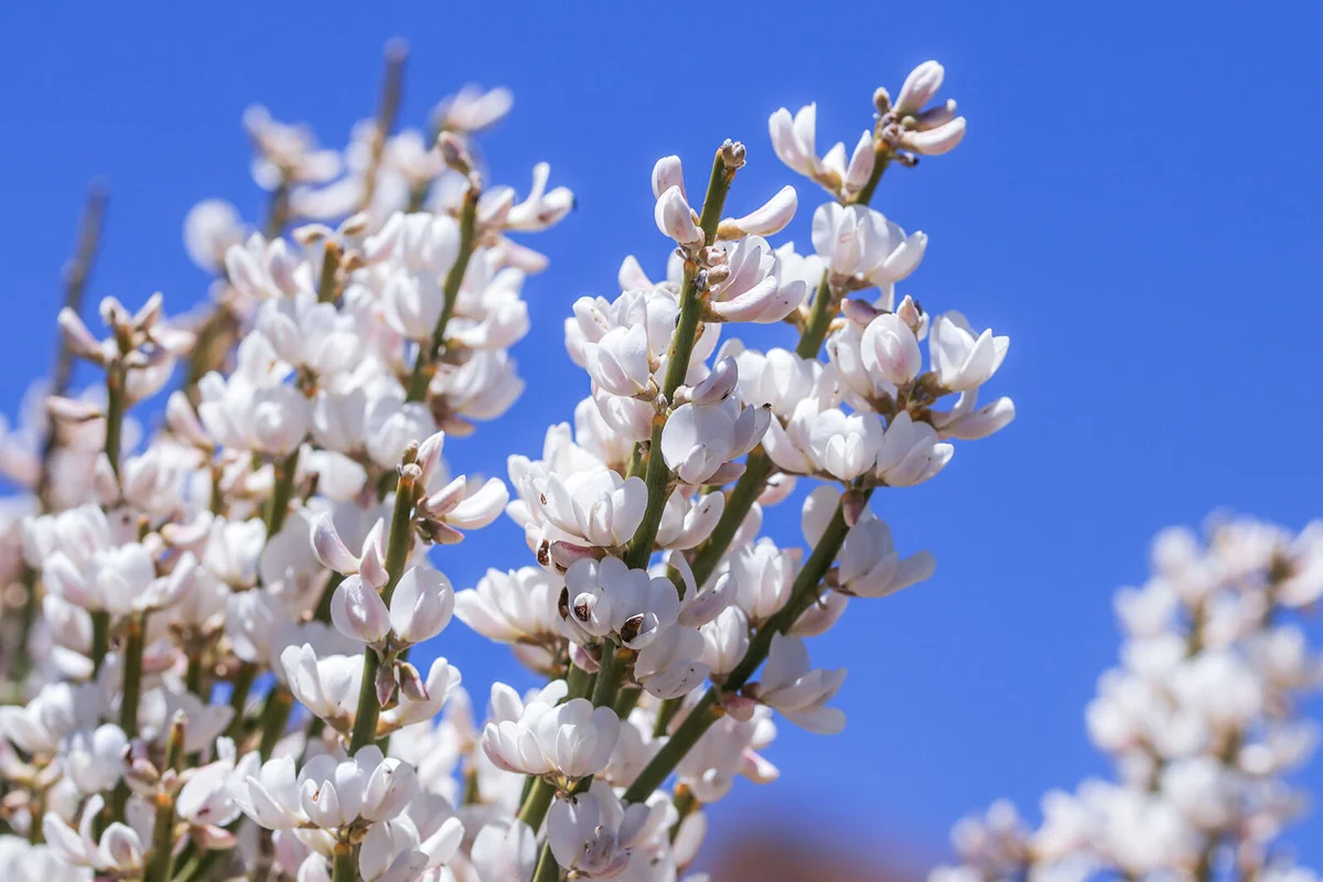 White spanish broom flower