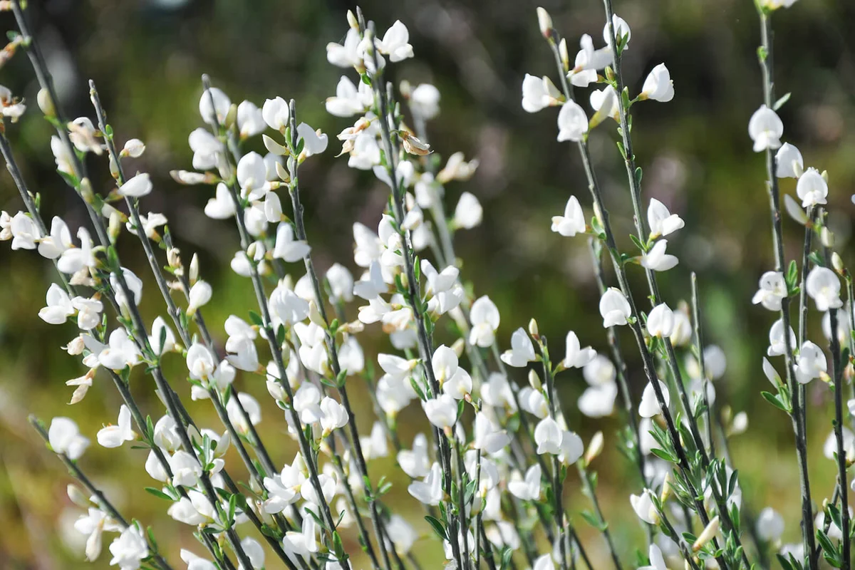 Escoba blanca (Cytisus multiflorus), Miranda do Douro, Portugal