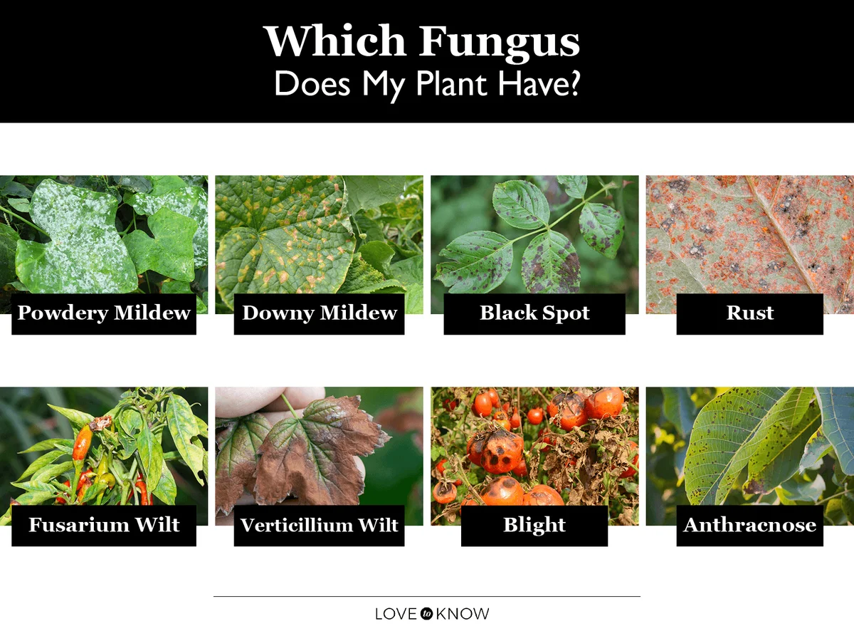 Plant Fungus Diseases Infographic