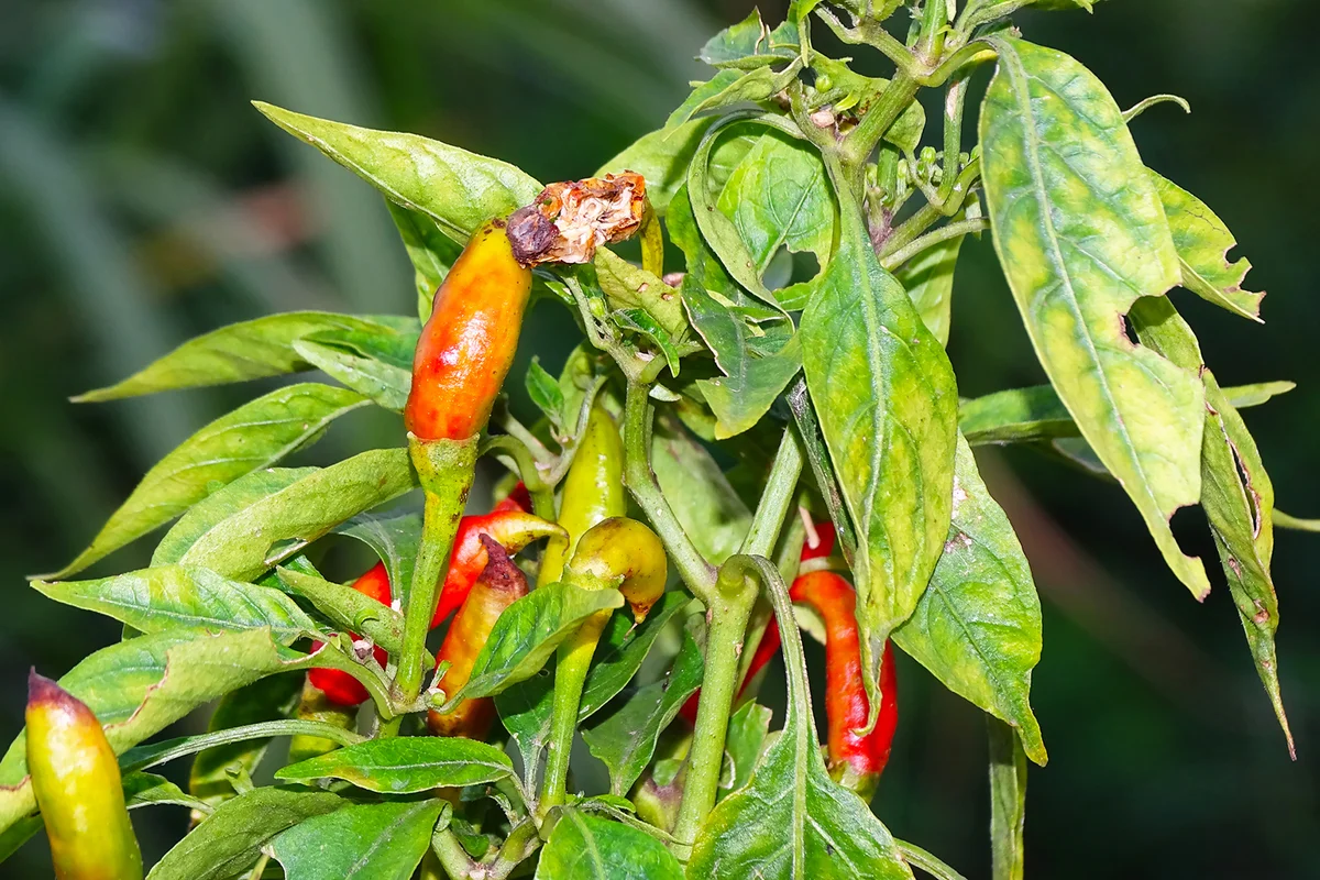 Chili disease viral diseases