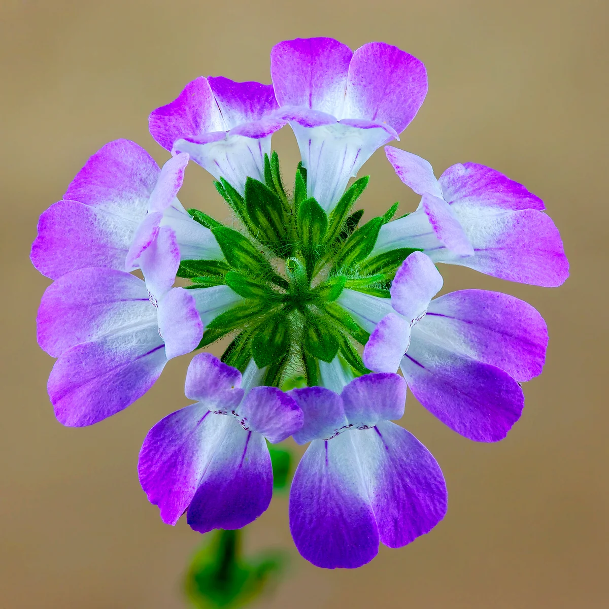 Chinese Houses (Collinsia heterophylla)
