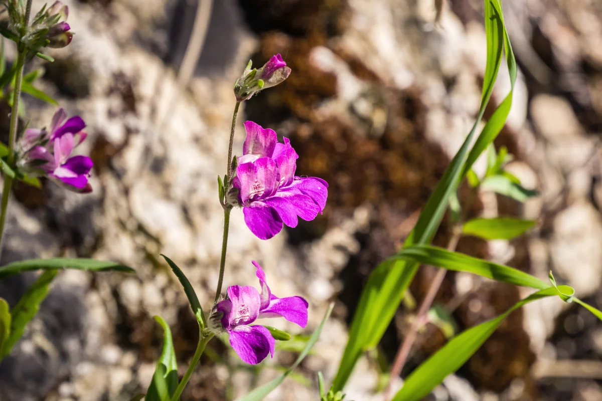 Purple Chinese Houses (Collinsia heterophylla) wildflowers