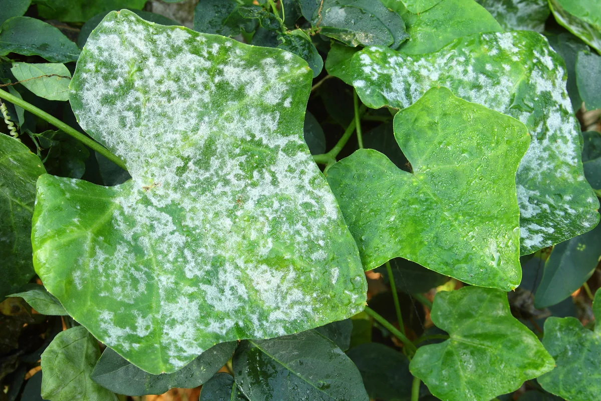 Mildew on plant leaf