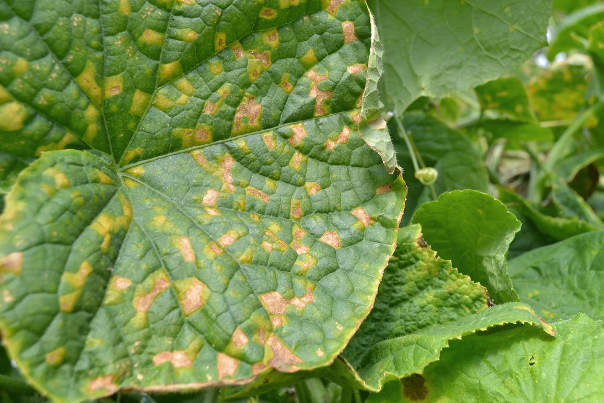 Cucumber leaves affected by downy mildew