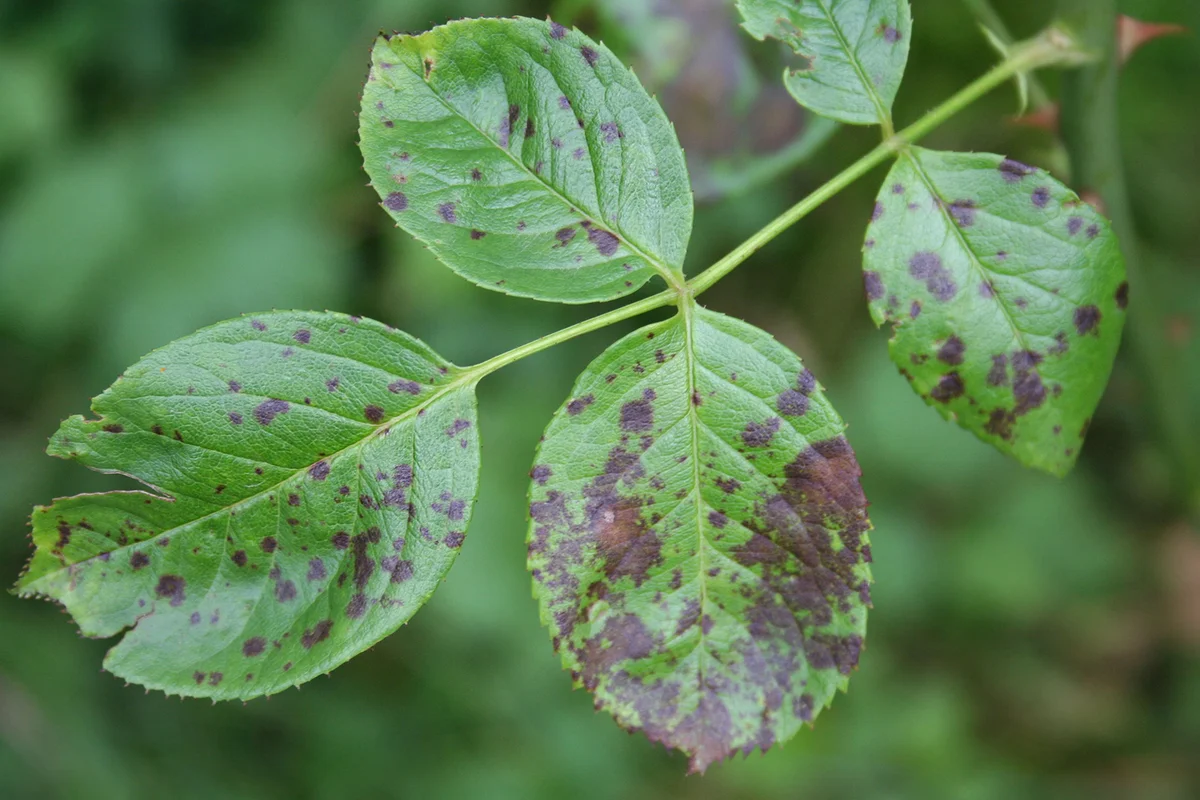 Rose bush with disease. Brown spot on leaves