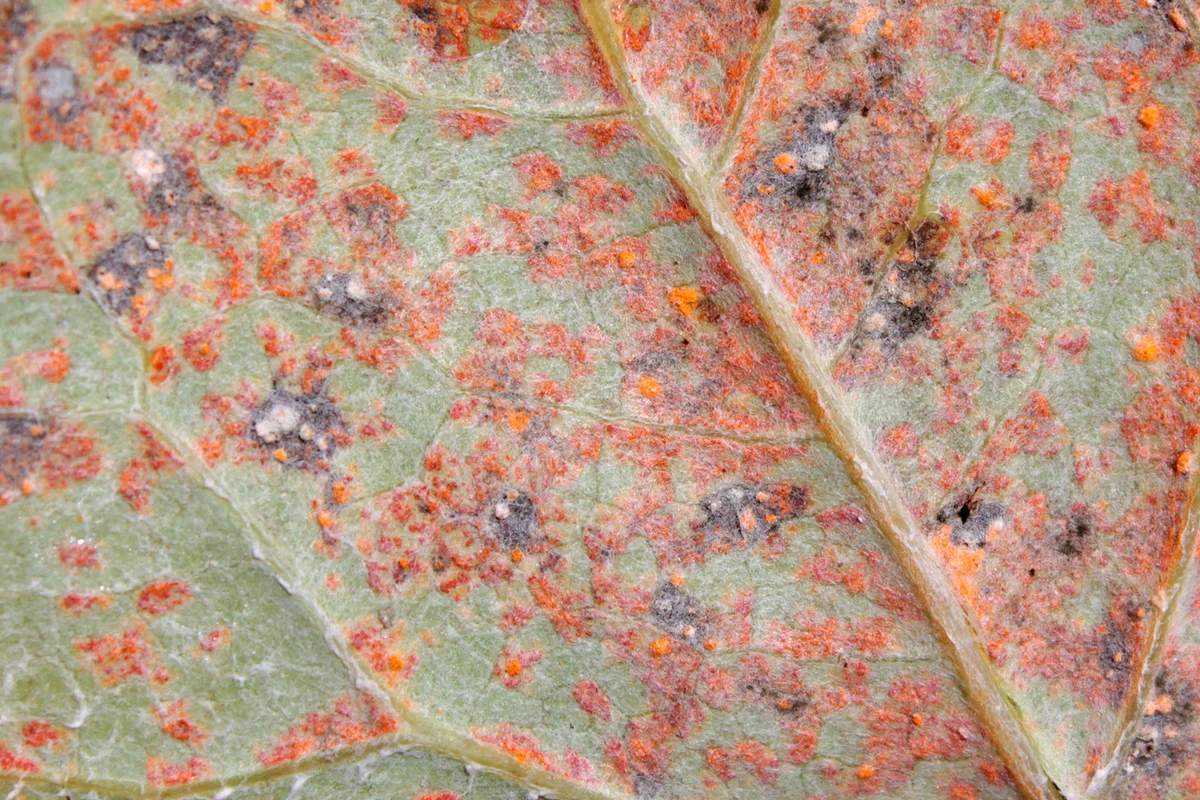 Rust fungus on leaf