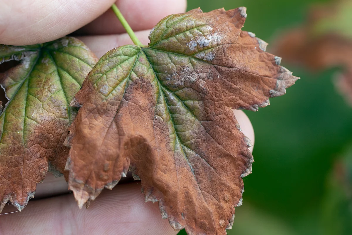 blackcurrant leaves damaged by fungal disease Fusarium or Verticillium wilt
