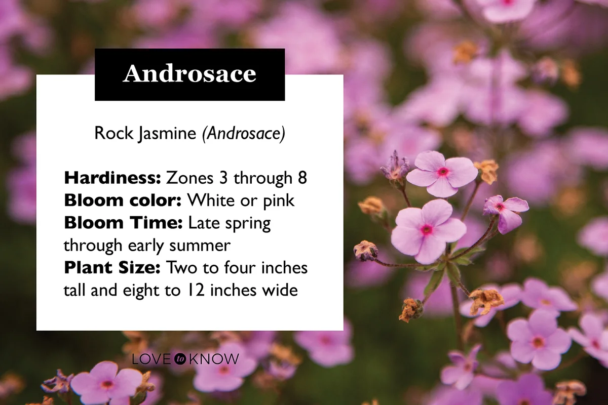 Androsace plant profile