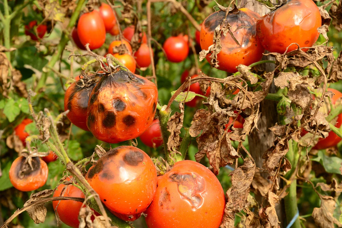 Tomatoes get sick by late blight. Phytophthora infestans.