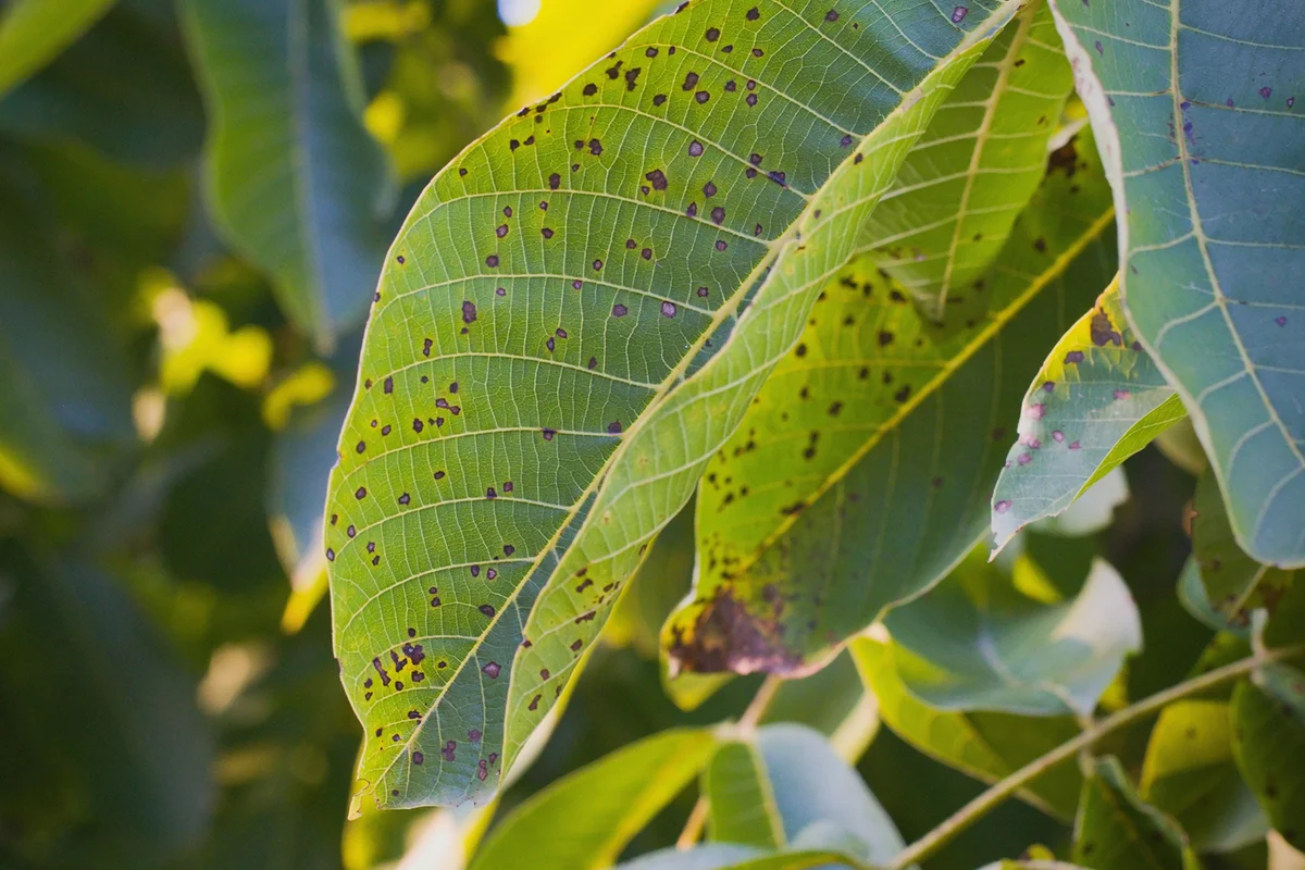 Walnut anthracnose or walnut black spot