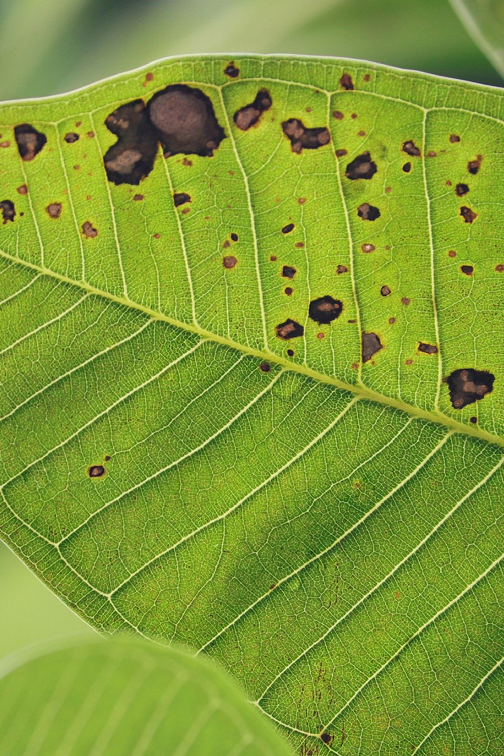 Plant Fungus: Identify & Treat Garden Fungal Growth