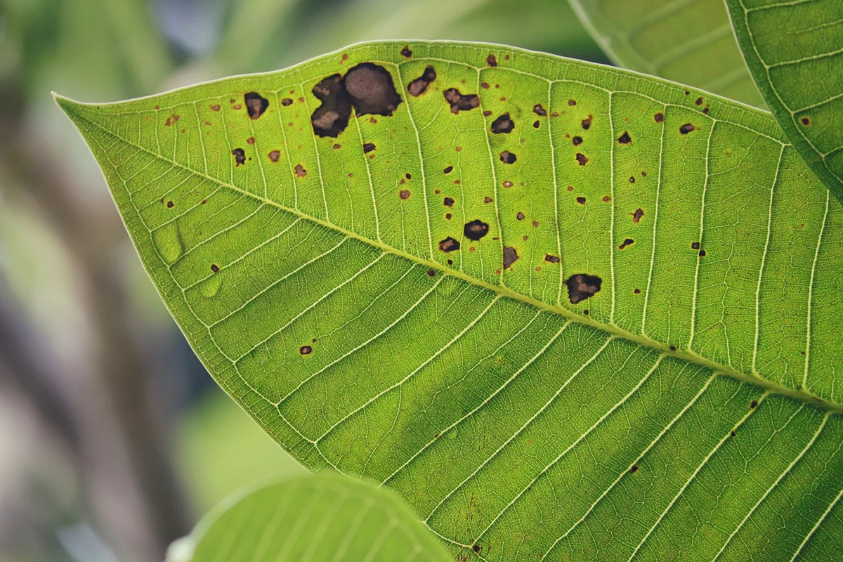 Plumeria Leaf with Fungus