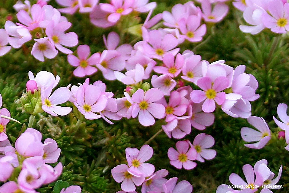 Androsace carnea