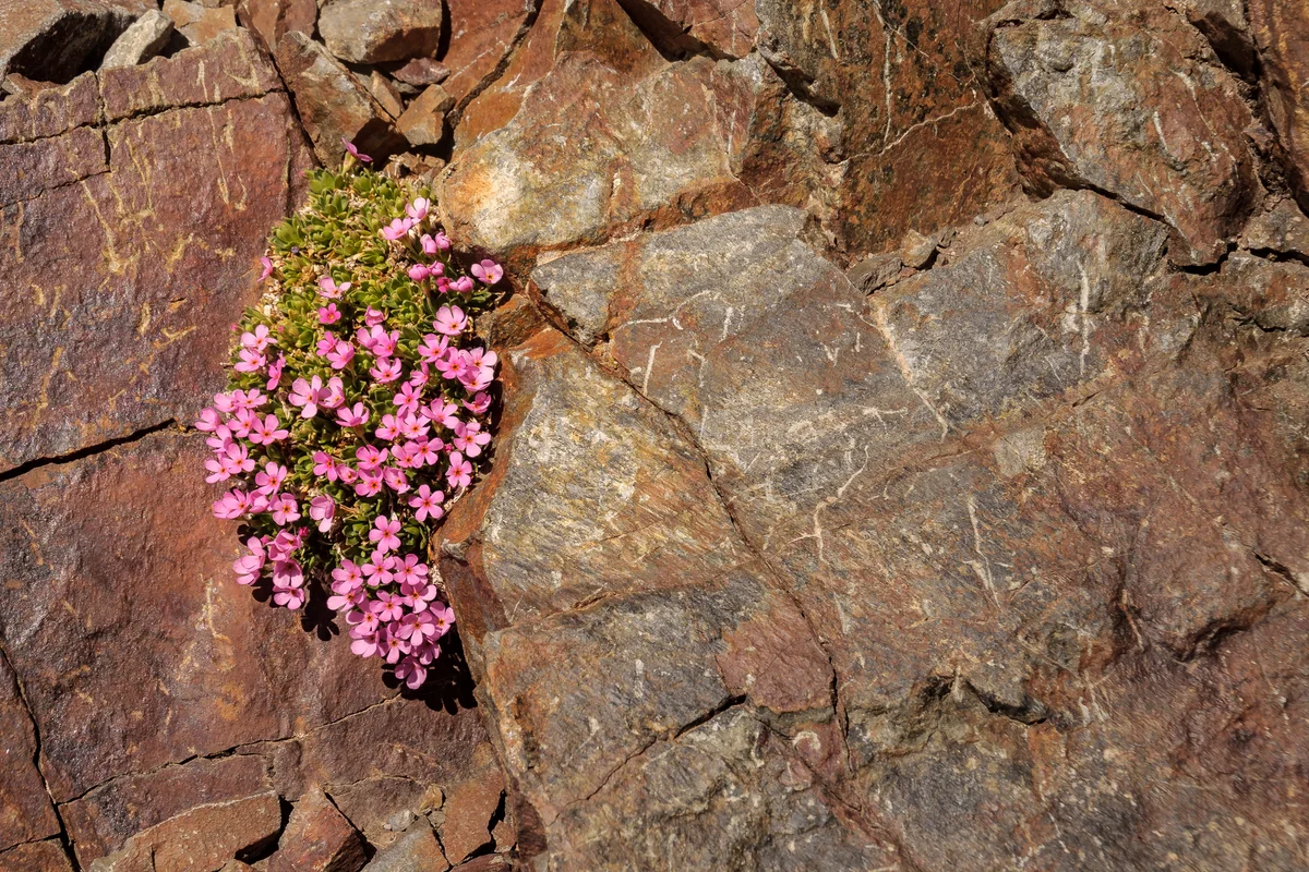 Androsace ciliata at Vignemale's summit