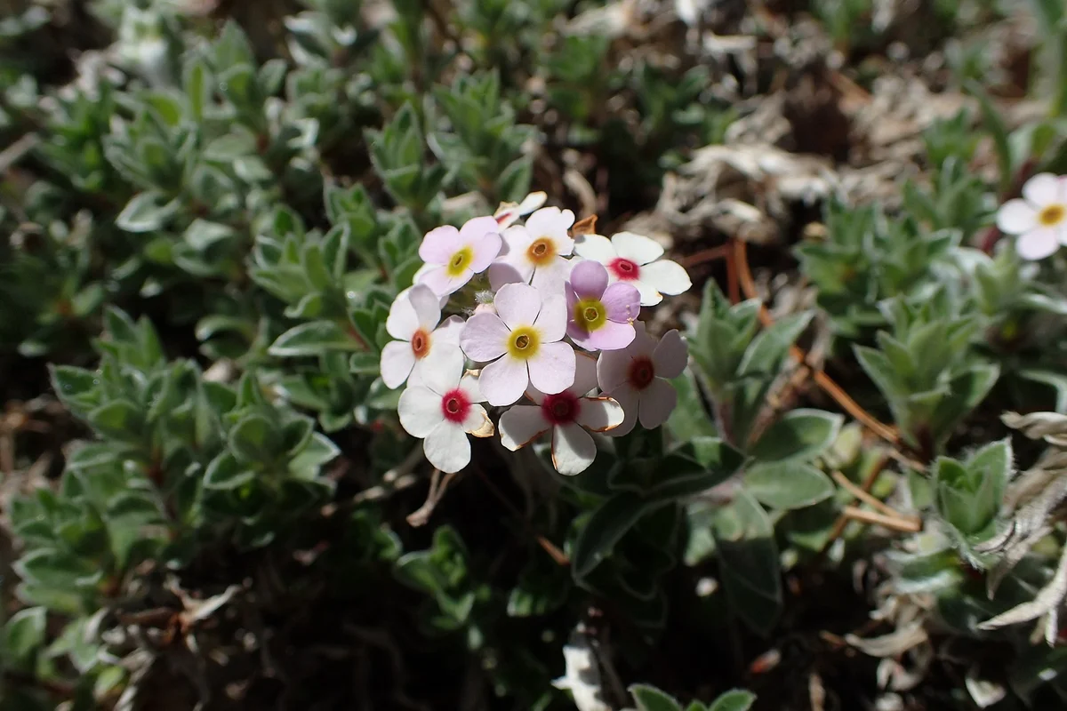 Androsace lanuginosa