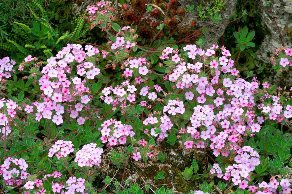 Androsace sarmentosa