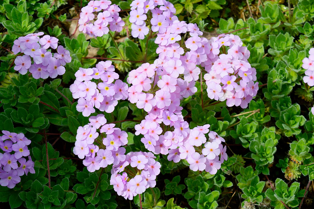 Androsace primuloides with pink flowers