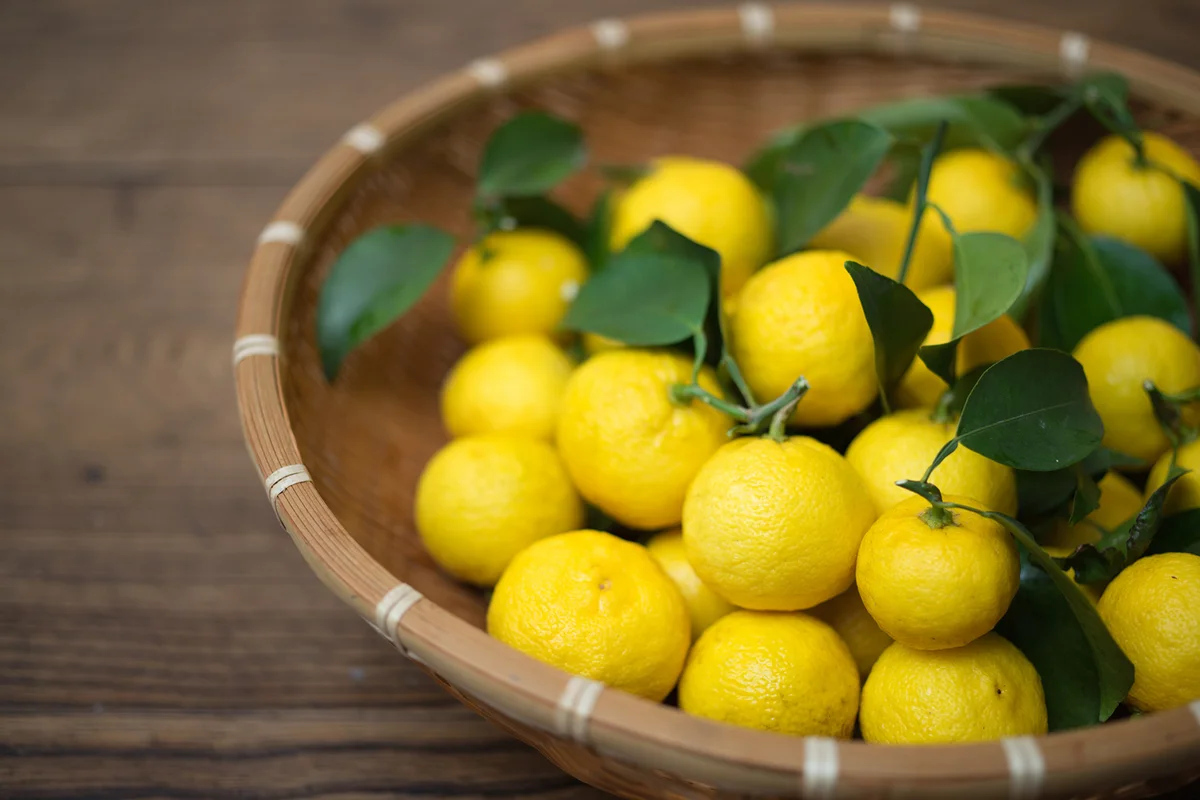 Freshly harvested organic Yuzu