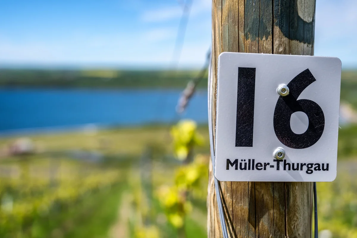 Vineyard with the Müller-Thurgau grape variety as an indication on a sign