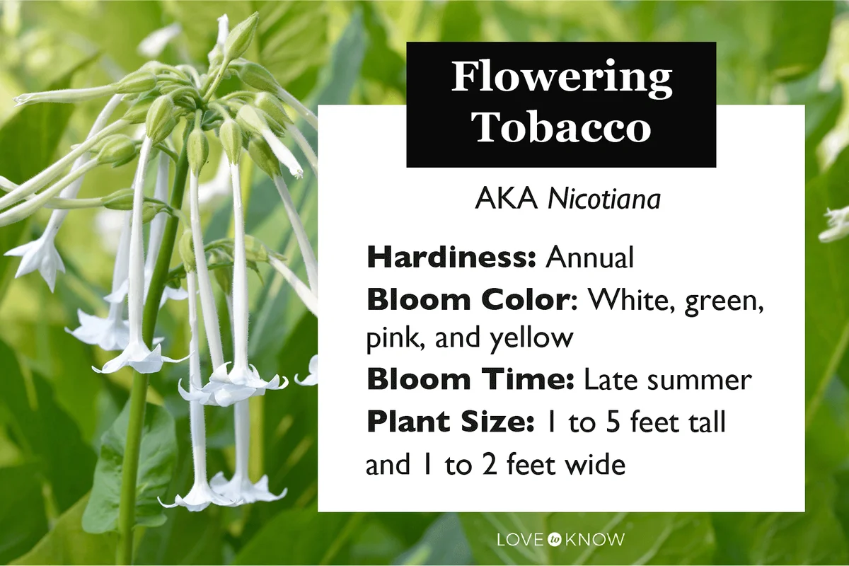 Flowering Tobacco characteristics