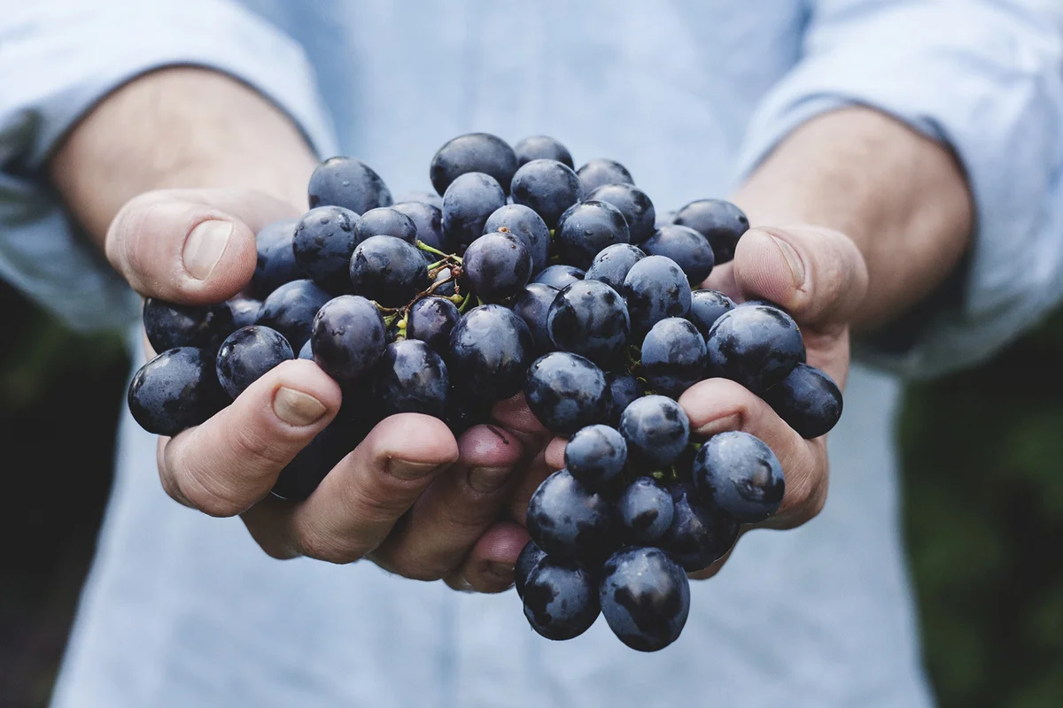 Man holding grapes