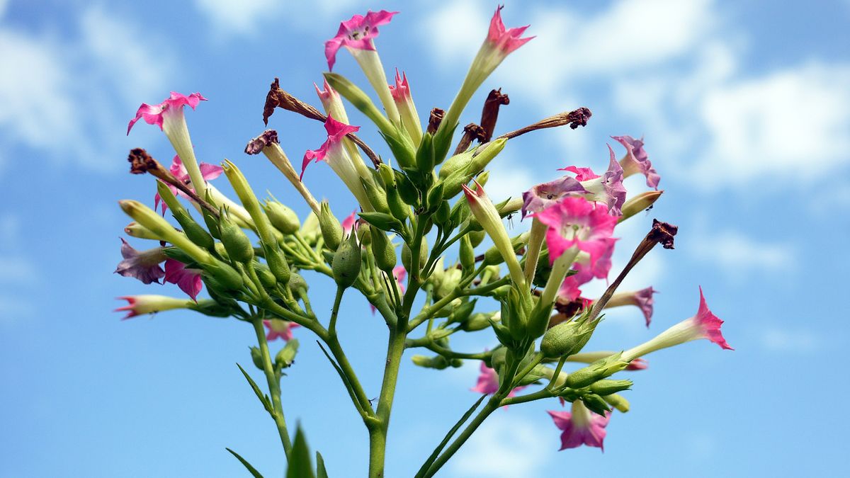 pink tobacco plant Tobacco Plant Overview (With Images)