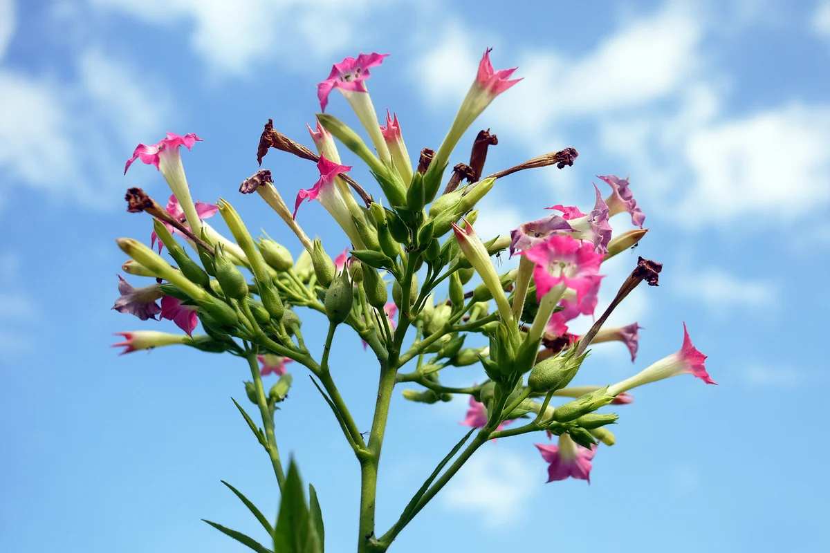 Nicotina tabacum pink flowers against blue sky
