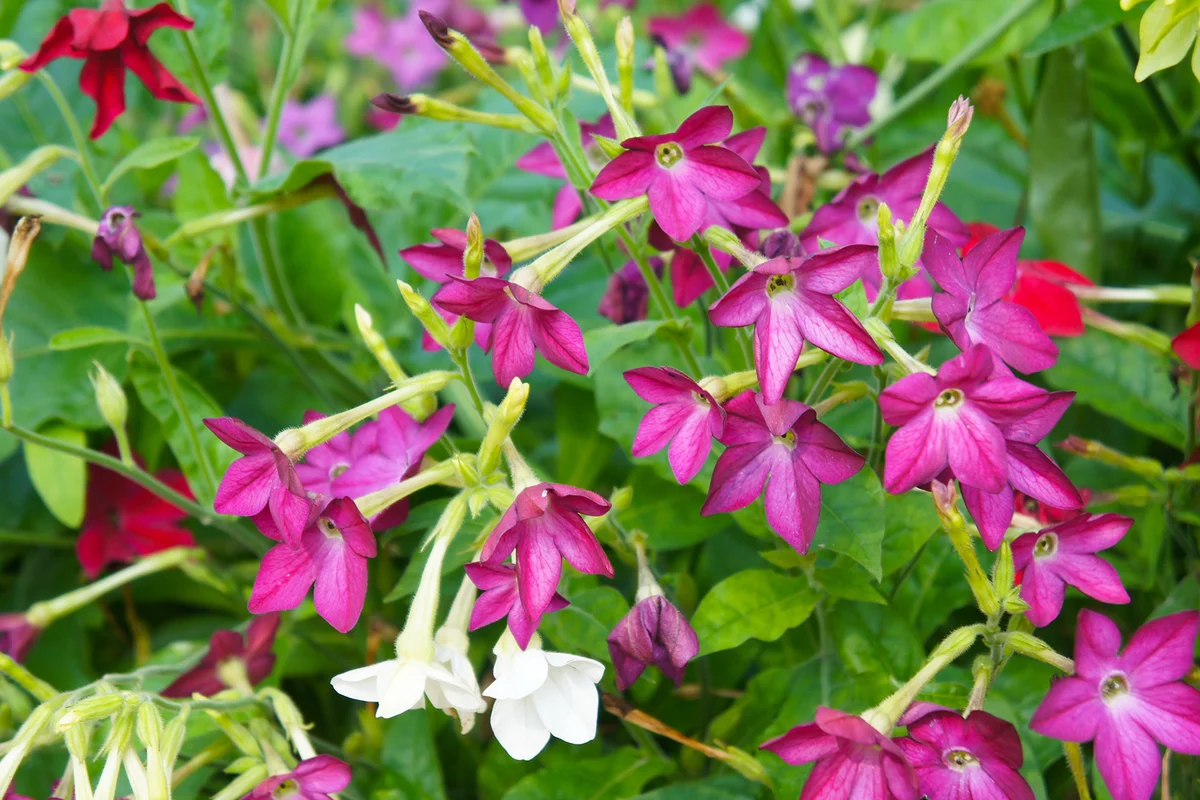 nicotiana alata or jasmine tobacco red and white flowers