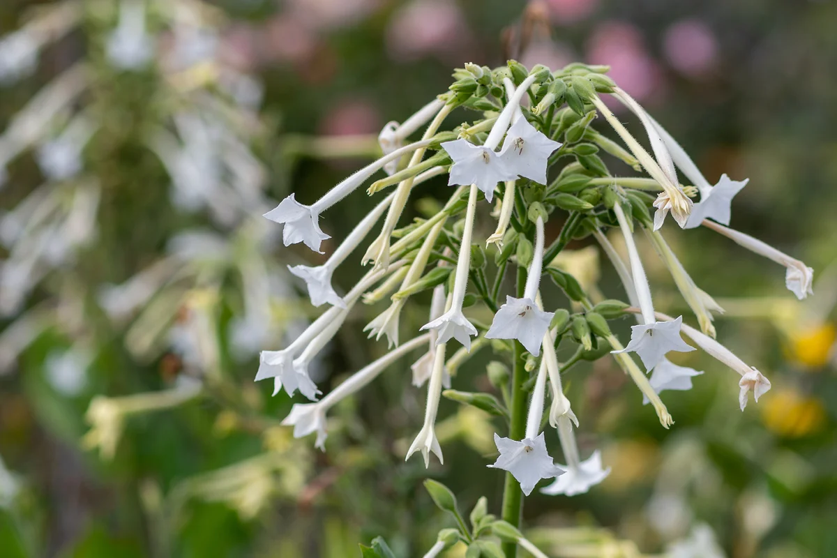 Close Up Of Flowering Tobacco In Bloom