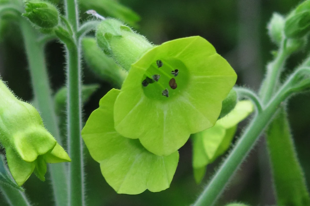 Nicotiana langsdorfii